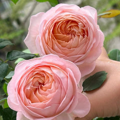 Confiture Rose Plant - Beautiful Blooming Rose for Your Garden