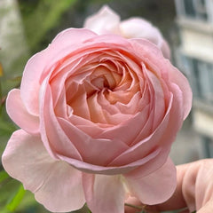 Confiture Rose Plant - Beautiful Blooming Rose for Your Garden