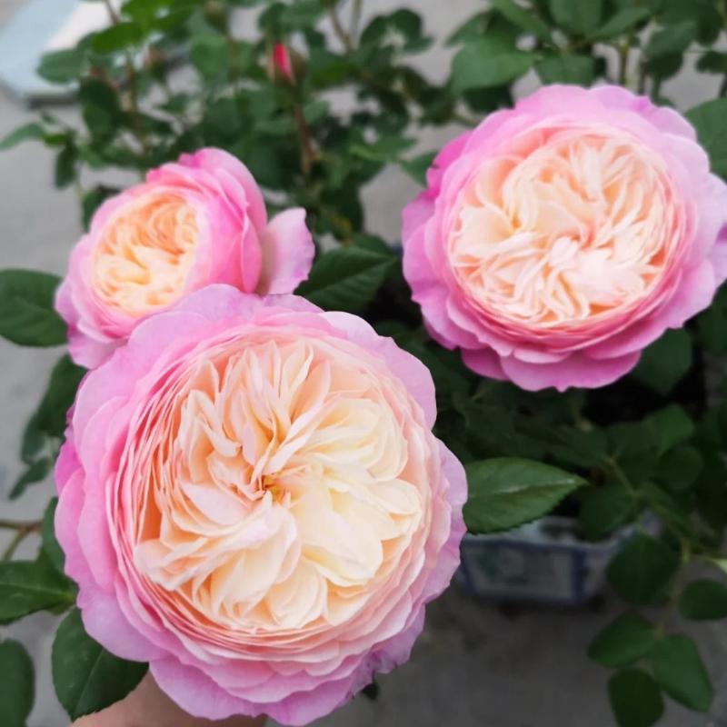 Constance Rose: Timeless Beauty for Your Garden – Rose_Explosion