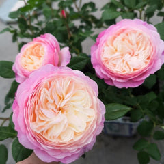 Constance Rose: Timeless Beauty for Your Garden