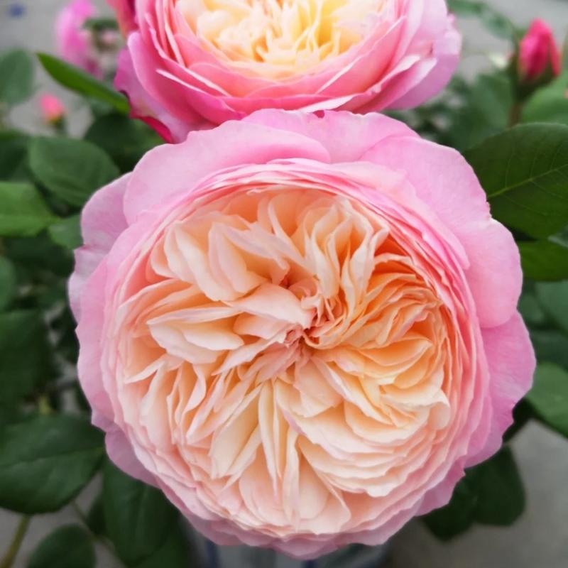 Constance Rose: Timeless Beauty for Your Garden – Rose_Explosion