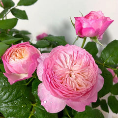 Constance Rose: Timeless Beauty for Your Garden