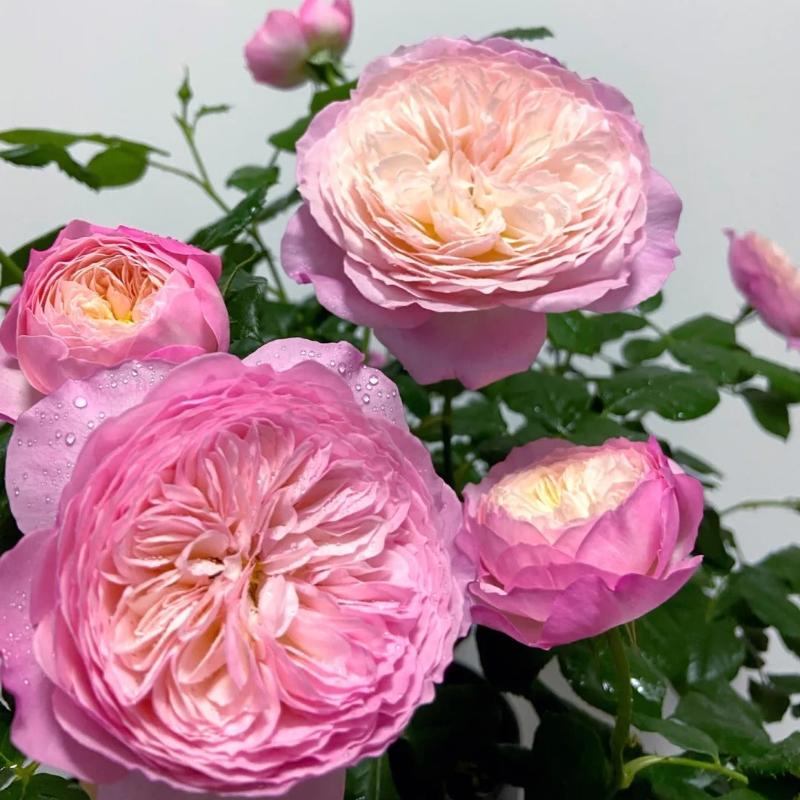 Constance Rose: Timeless Beauty for Your Garden – Rose_Explosion