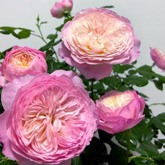 Constance Rose: Timeless Beauty for Your Garden