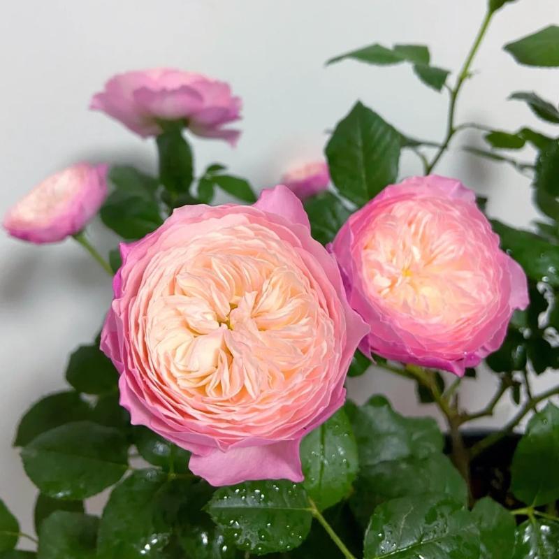 Constance Rose: Timeless Beauty for Your Garden – Rose_Explosion