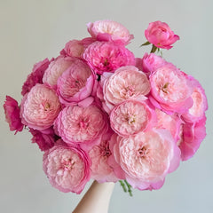 Constance Rose: Timeless Beauty for Your Garden