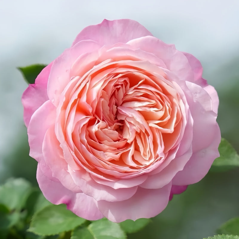 Constance Rose Plant