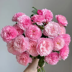 Constance Rose: Timeless Beauty for Your Garden