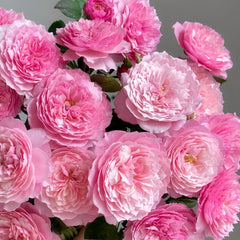 Constance Rose: Timeless Beauty for Your Garden