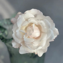 Contrail Rose Plant|航迹