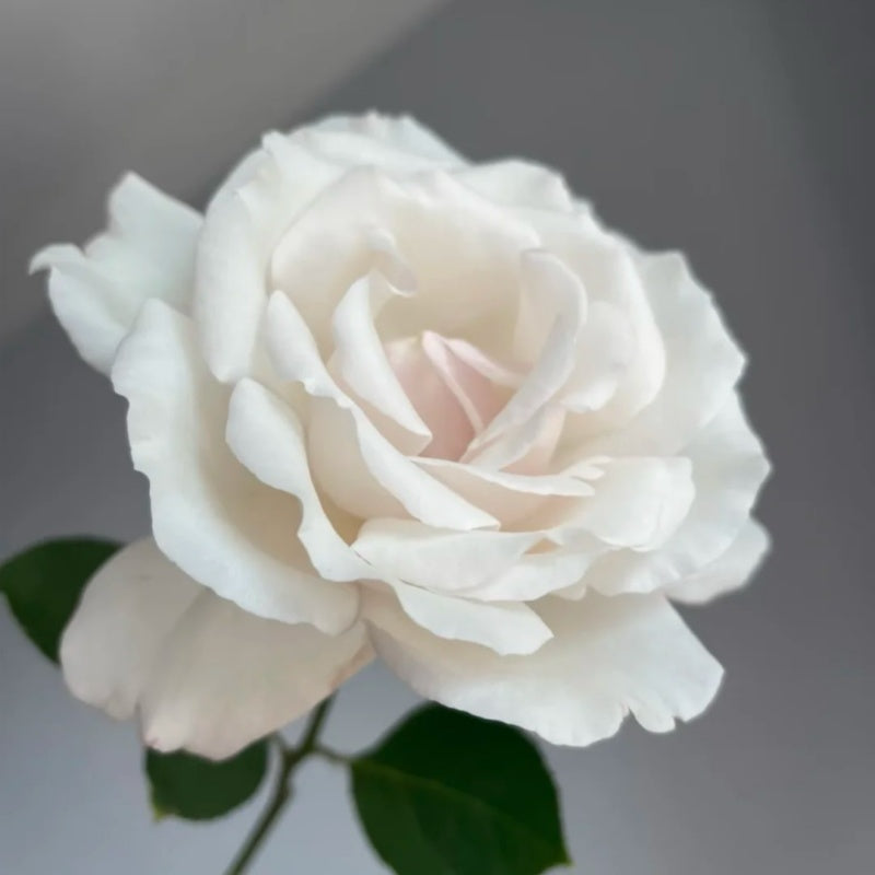 Contrail Rose Plant|航迹