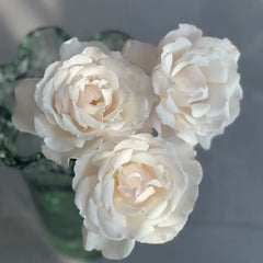 Contrail Rose Plant|航迹