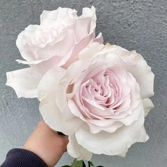 Contrail Rose Plant|航迹