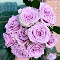Cool Water Rose