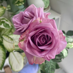 Cool Water Rose