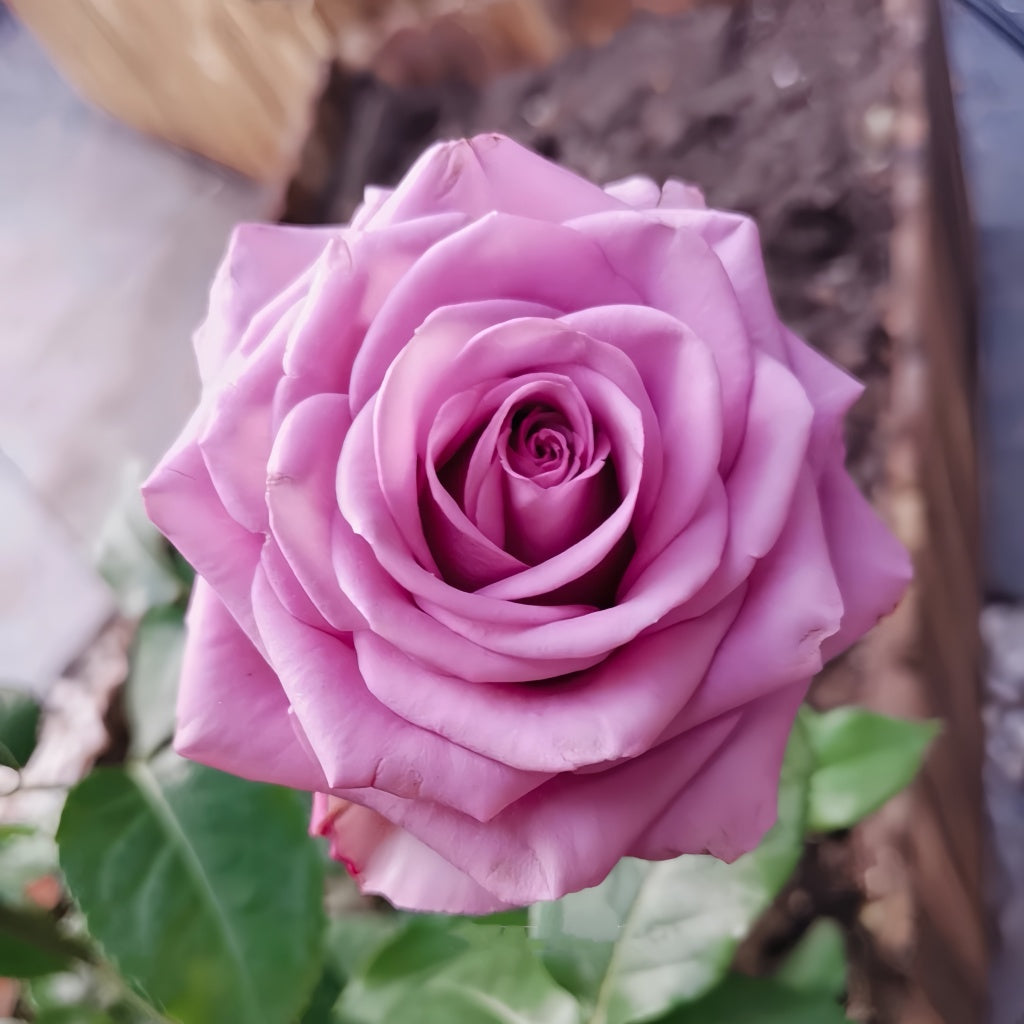 Cool Natural Roses Cool Water Rose Plant|冷美人 – Rose_Explosion