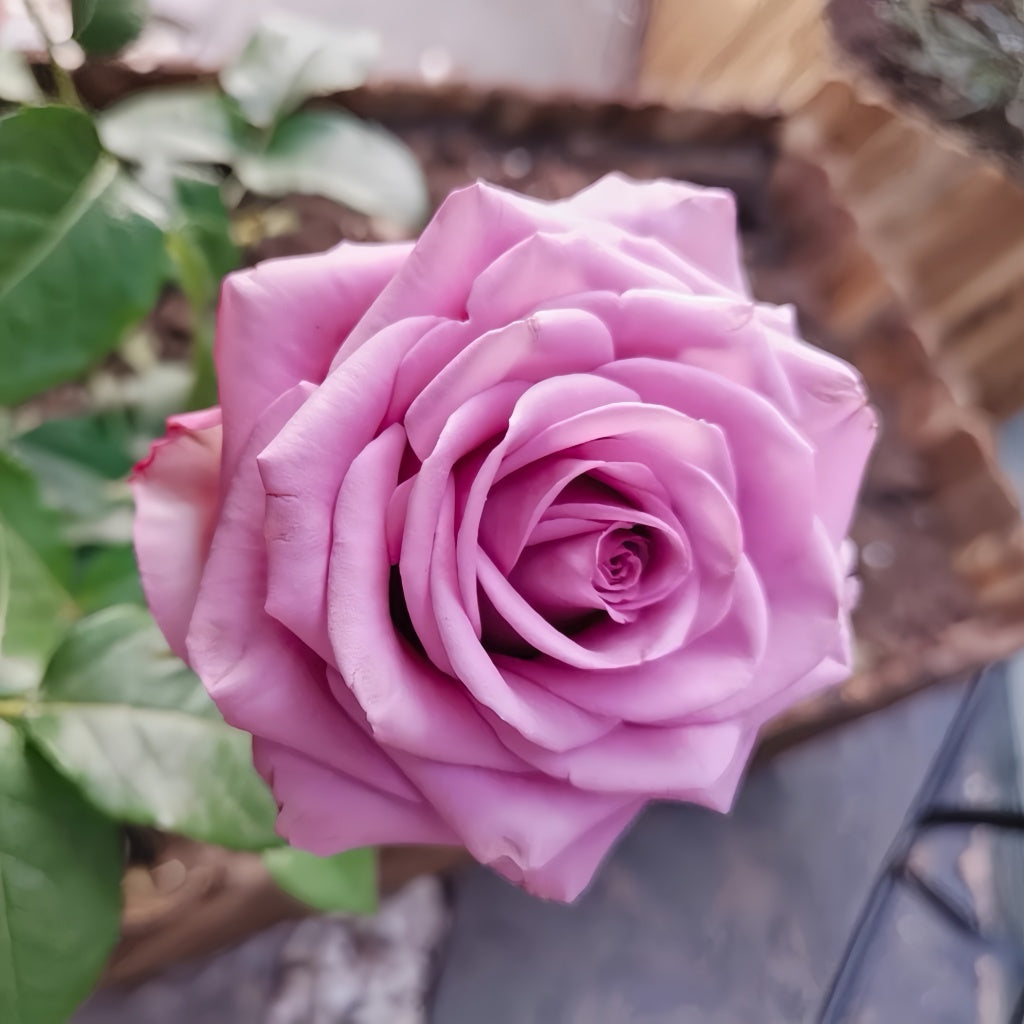 Wicked Cool Roses Cool Water Rose Plant|冷美人 – Rose_Explosion