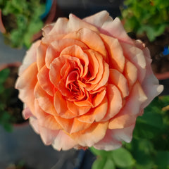 Copacabana Rose Plant