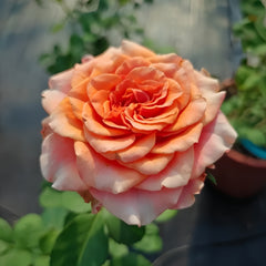 Copacabana Rose Plant