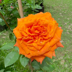 Copacabana Rose Plant