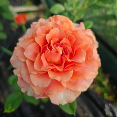 Copacabana Rose Plant