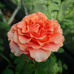 Copacabana Rose Plant