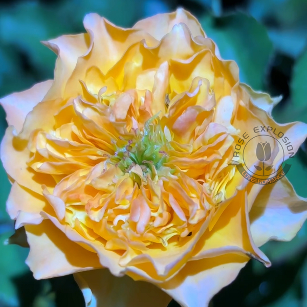 Copperfield_Rose