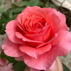 Corail Gelee Rose Plant - Vibrant Blooming Rose for Your Garden