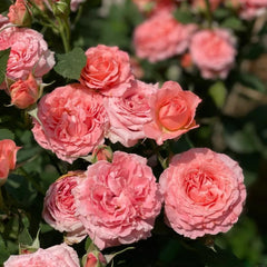 Corail Gelee Rose Plant - Vibrant Blooming Rose for Your Garden