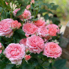 Corail Gelee Rose Plant - Vibrant Blooming Rose for Your Garden