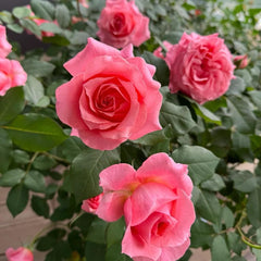 Corail Gelee Rose Plant - Vibrant Blooming Rose for Your Garden