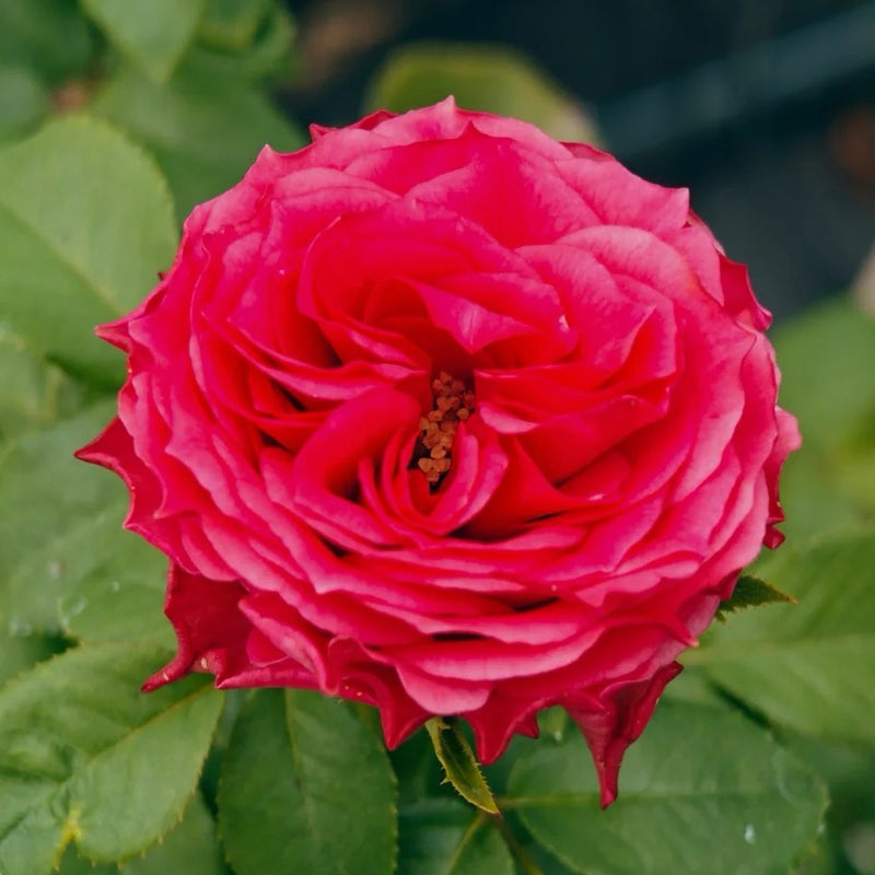 Coral Reeva Rose Plant