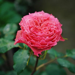Corona Rose