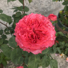 Corona Rose