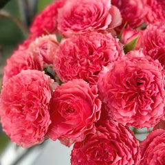 Corona Rose