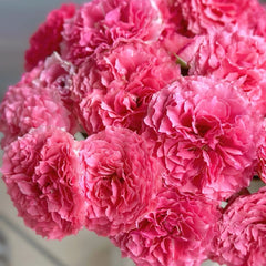 Corona Rose