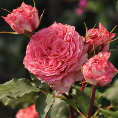 Corona Rose