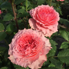 Corona Rose