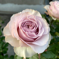 Cosette Rose Plant - Elegant Blooming Rose for Your Garden