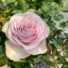 Cosette Rose Plant - Elegant Blooming Rose for Your Garden