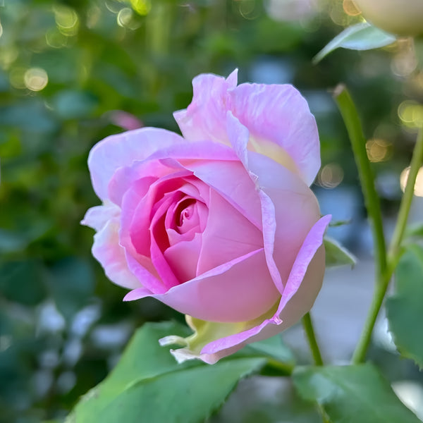 Couleur de lamour Rose