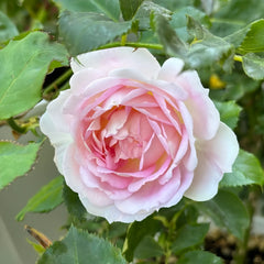 Couleur de lamour Rose