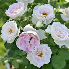 Couleur de lamour Rose