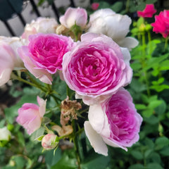 Couleur de lamour Rose
