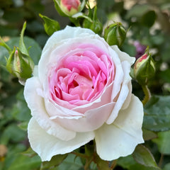 Couleur de lamour Rose