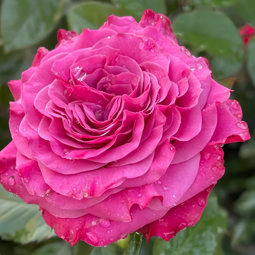 Country Style Roses Country Blues Rose Plant|乡村蓝调 – Rose_Explosion