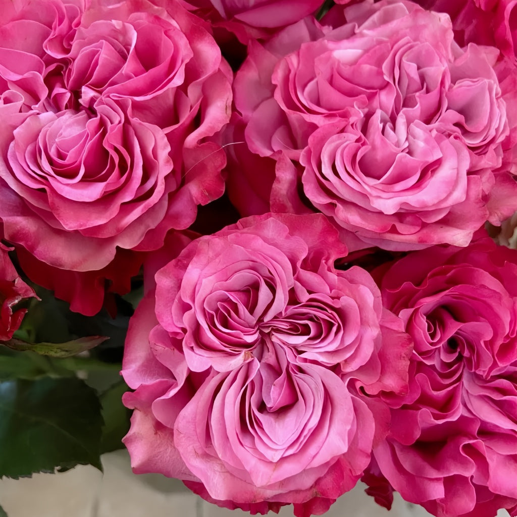 Gone Country Roses Country Blues Rose Plant|乡村蓝调 – Rose_Explosion