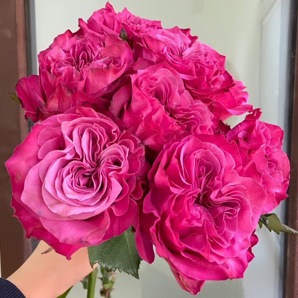 Country Style Roses Country Blues Rose Plant|乡村蓝调 – Rose_Explosion