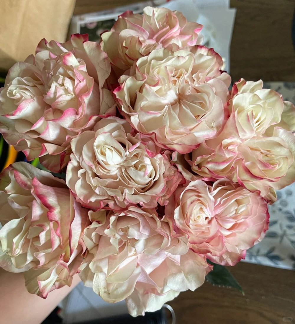 Gone Country Roses Delightful Country Candy Rose Plant for a Charming Garden – Rose_Explosion
