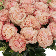 Delightful Country Candy Rose Plant for a Charming Garden